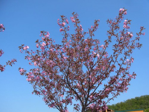 2012052305
