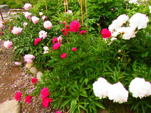 2012062505