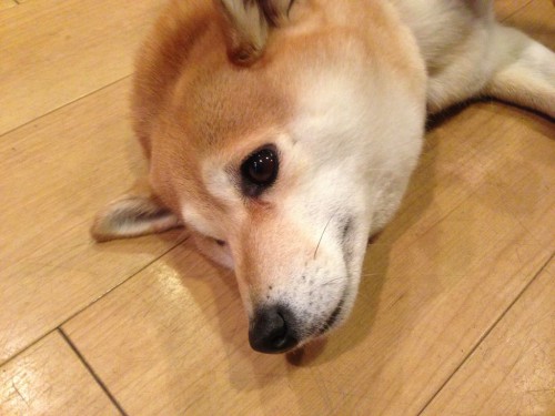 札幌 激カワ看板犬トモちゃんが居る喫茶 オットー でワンちゃんをモフモフ出来るので紹介 くすぐる
